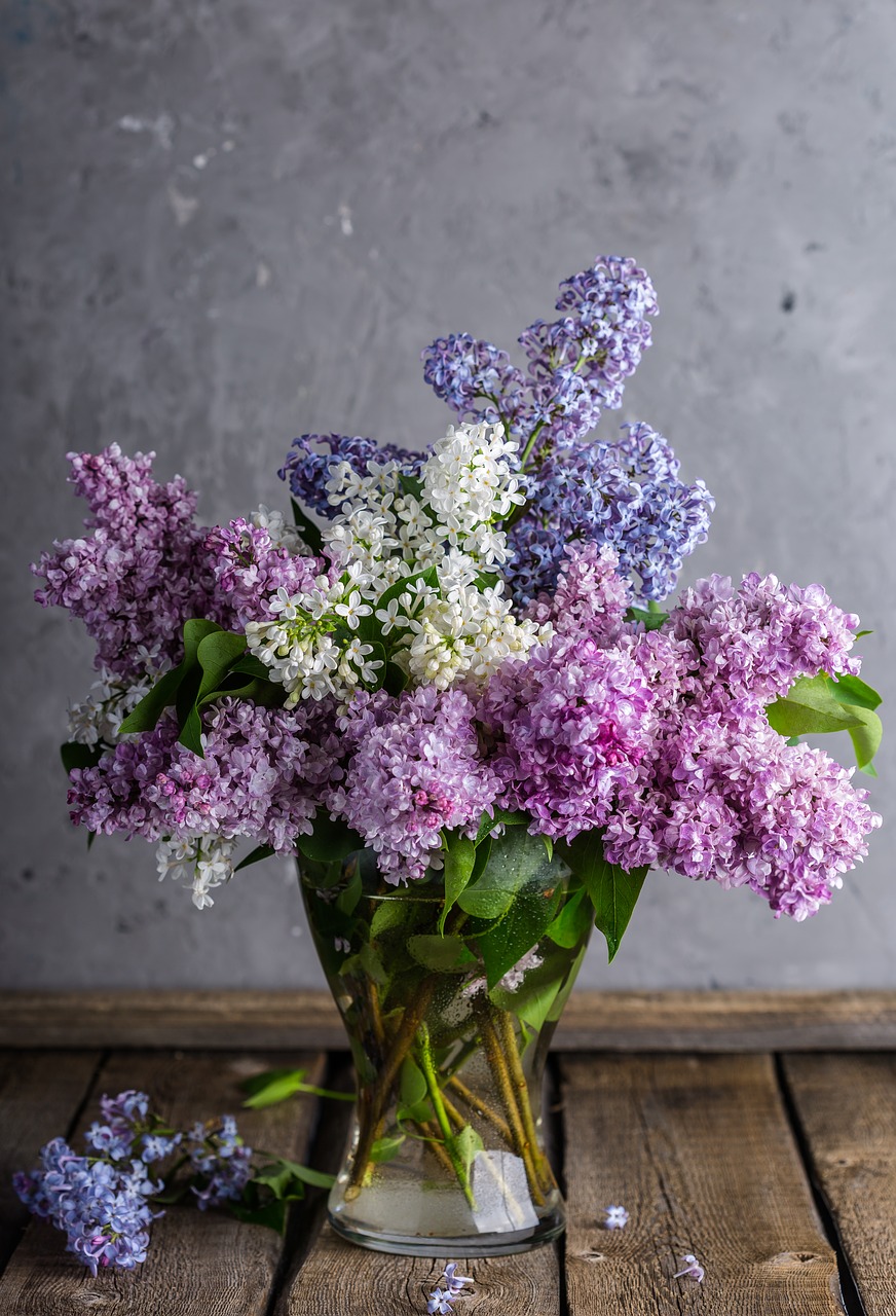 lilac bouquet spring free photo