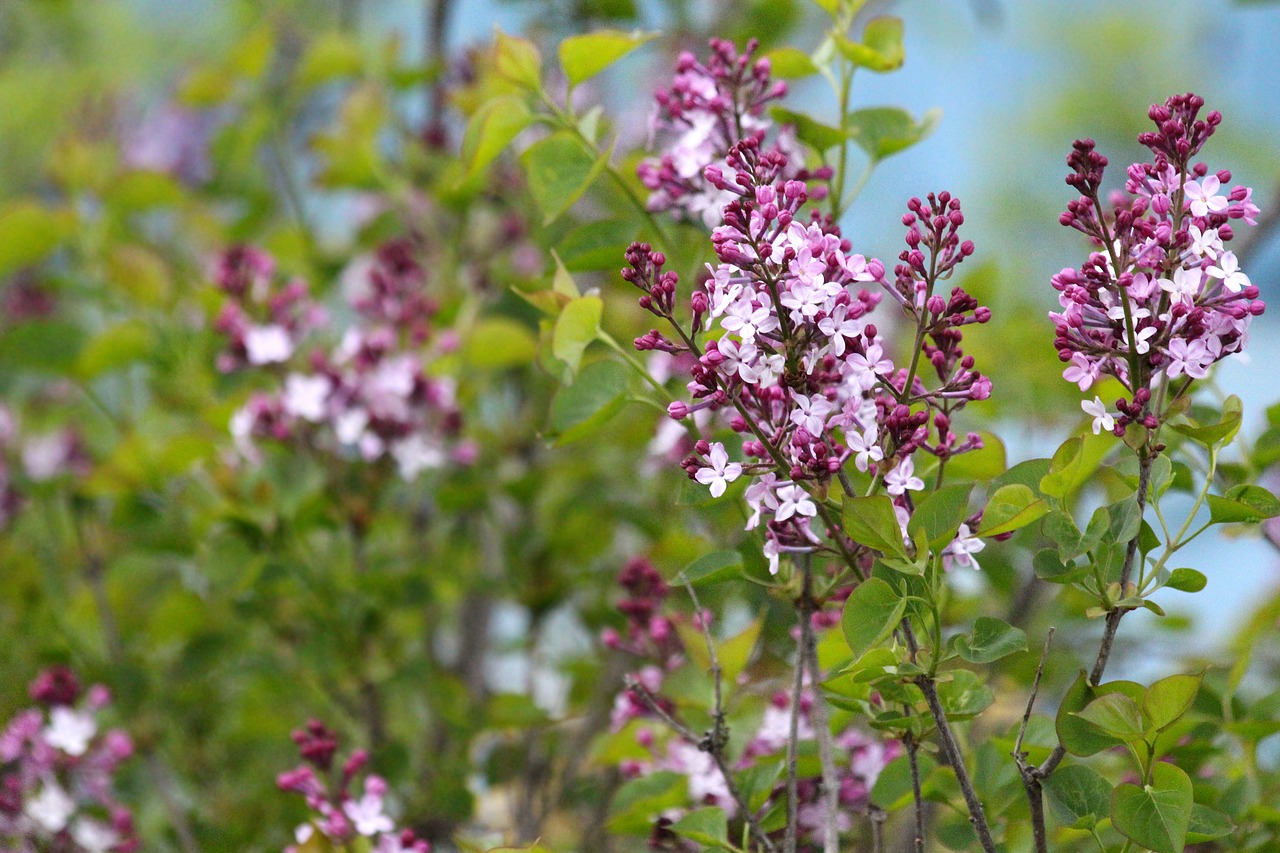 lilac lilac bush lilac flowers free photo