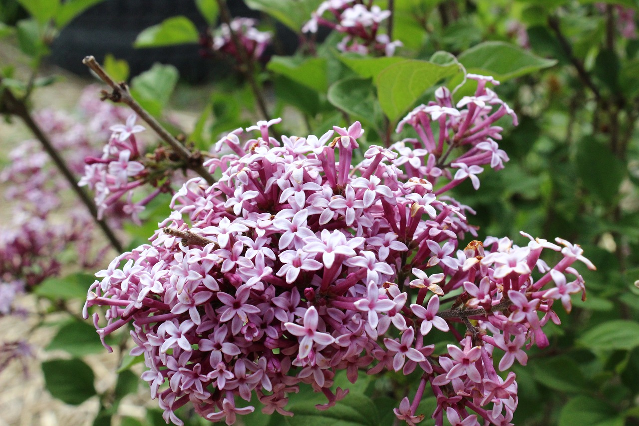 lilac perennial flower of quebec free photo