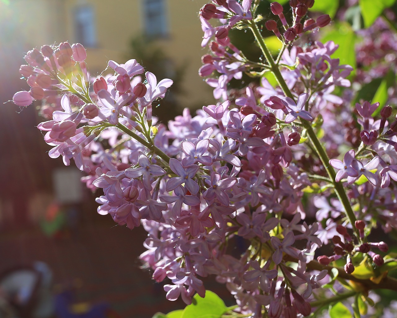 lilac beauty may free photo