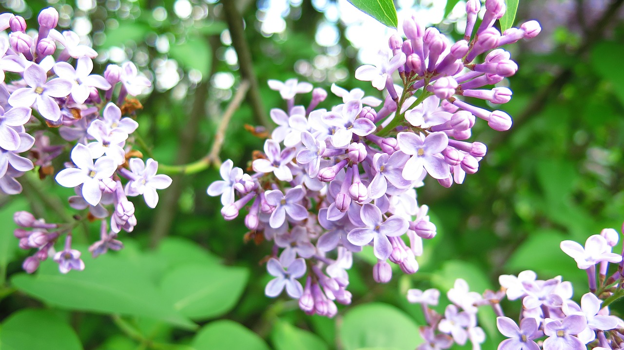 lilac flower nature free photo