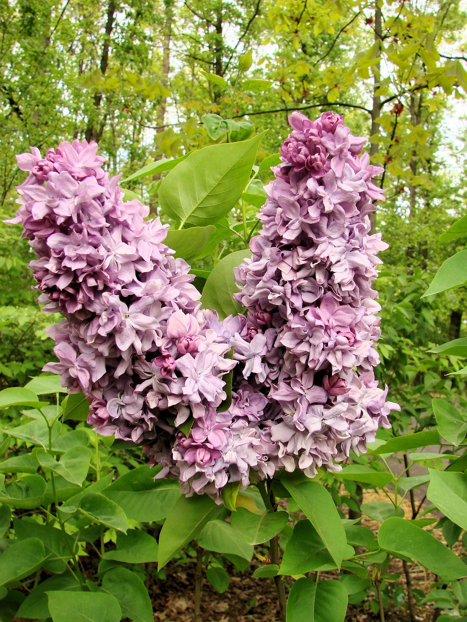 lilac blossoms bloom free photo