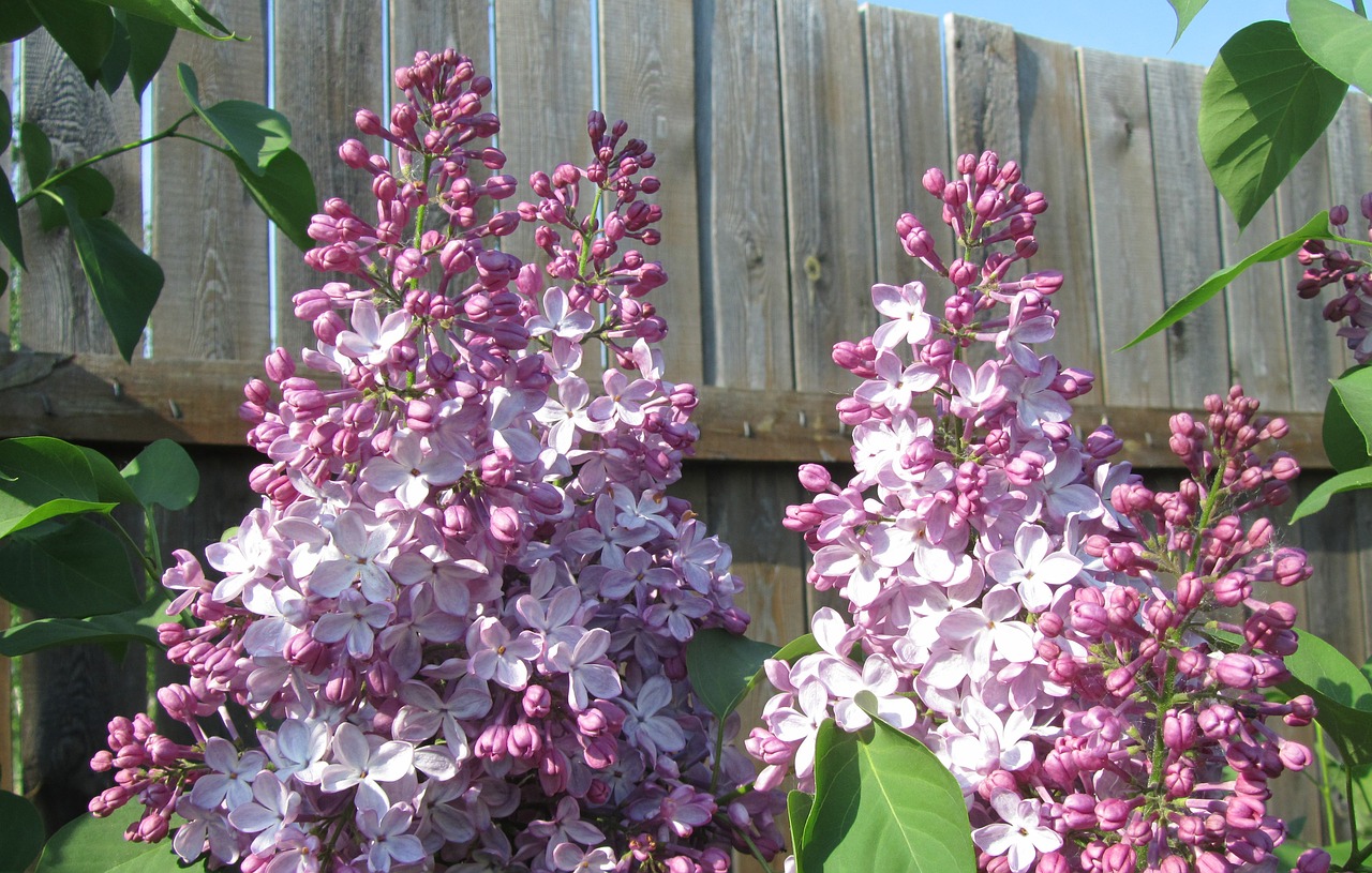 lilac flowers shrub free photo