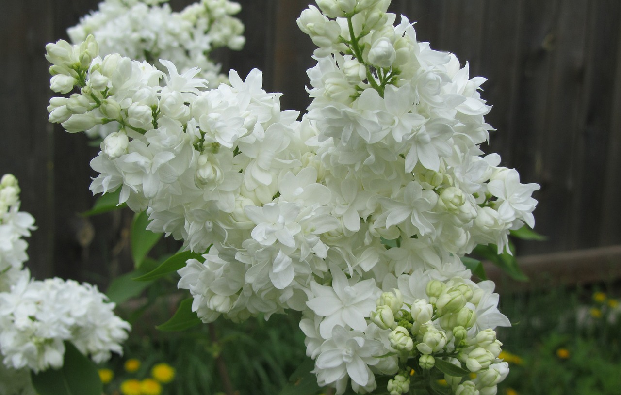 lilac flowers shrub free photo