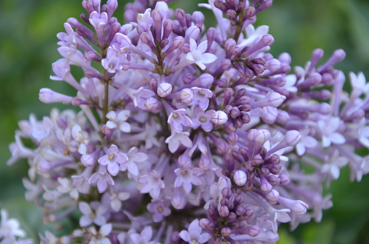 lilac purple spring free photo