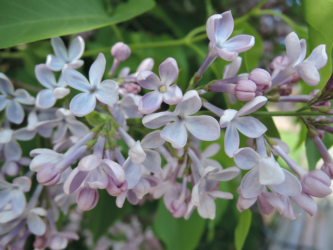 lilac flower spring free photo