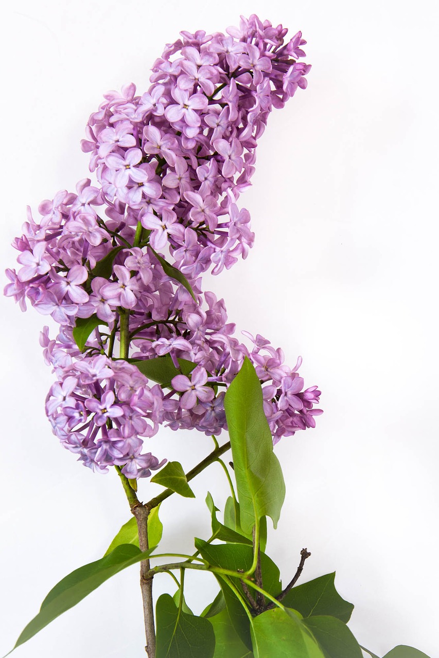 lilac flower nature free photo