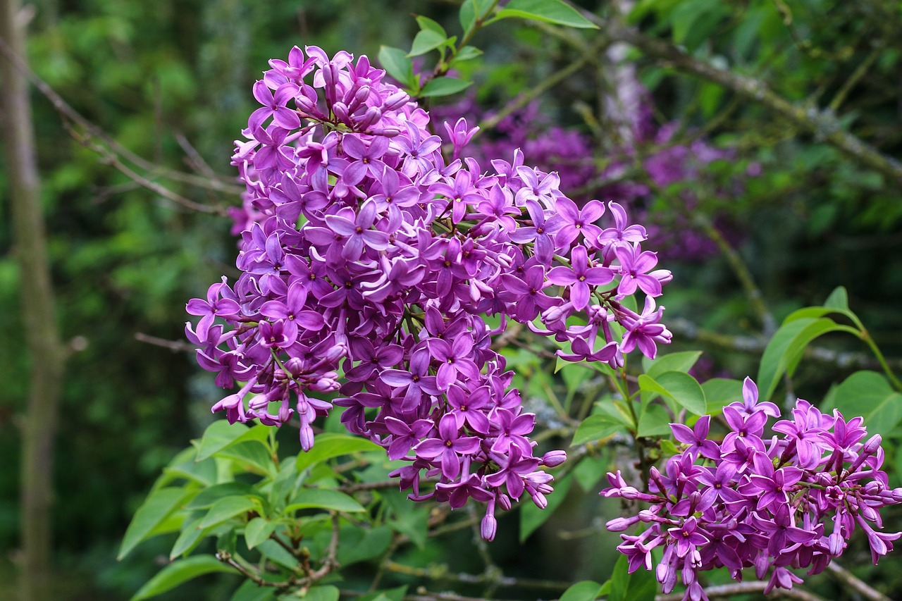 lilac shrub spring free photo