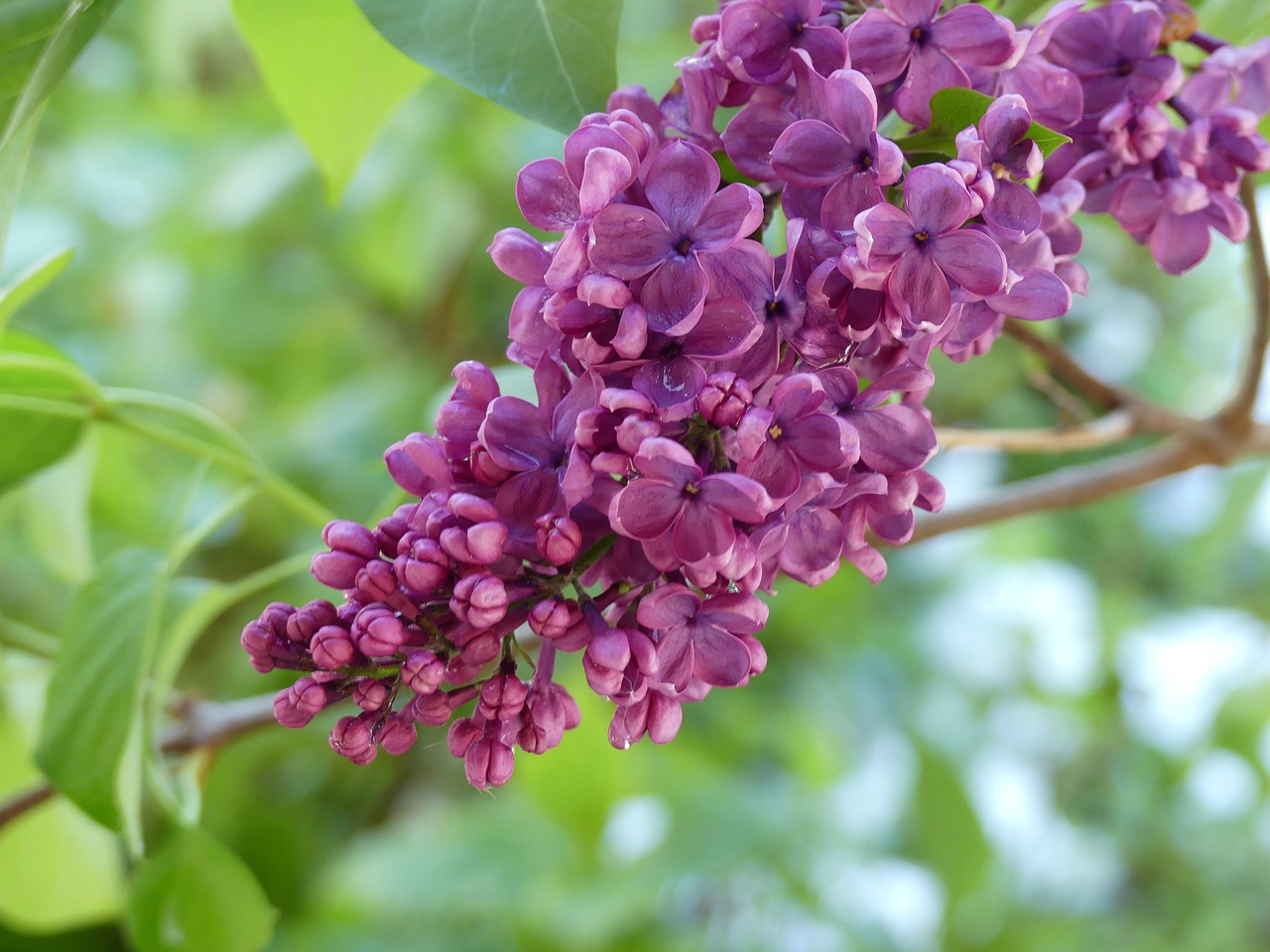 lilac blossom bloom free photo