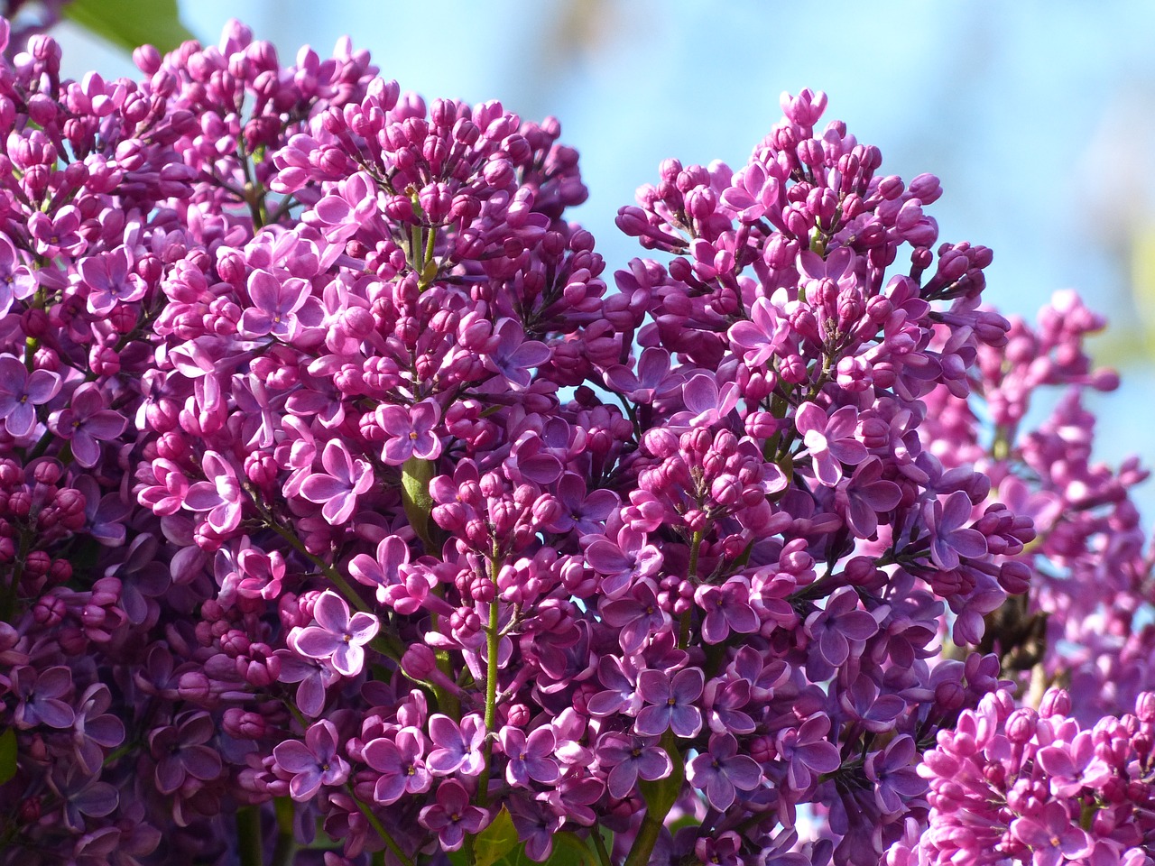 lilac violet plant free photo