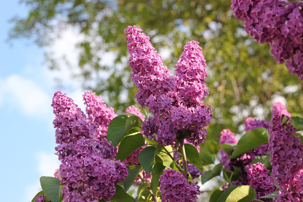 lilac violet flower free photo