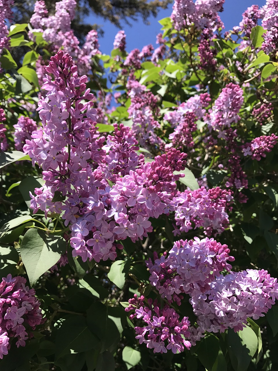 lilac bloom springtime free photo