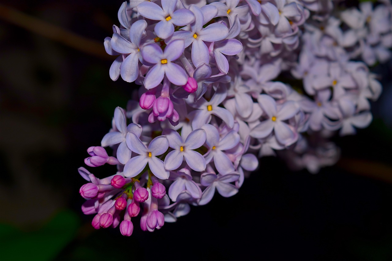 lilac syringa flower free photo