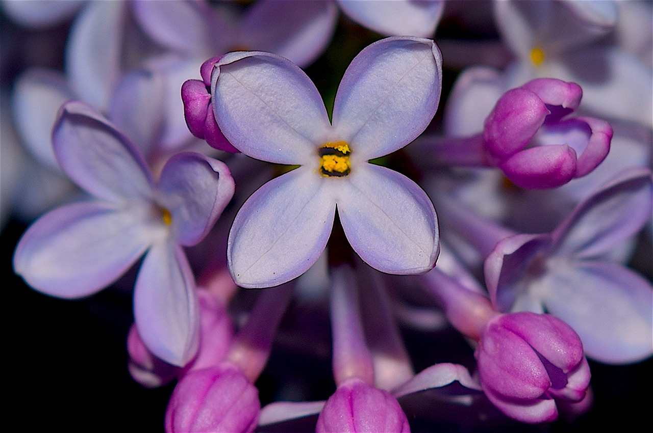 lilac syringa flower free photo