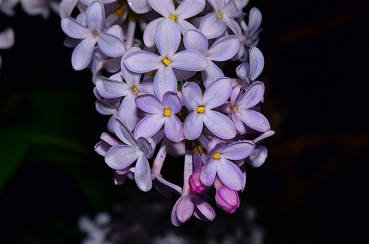 lilac flower bloom free photo