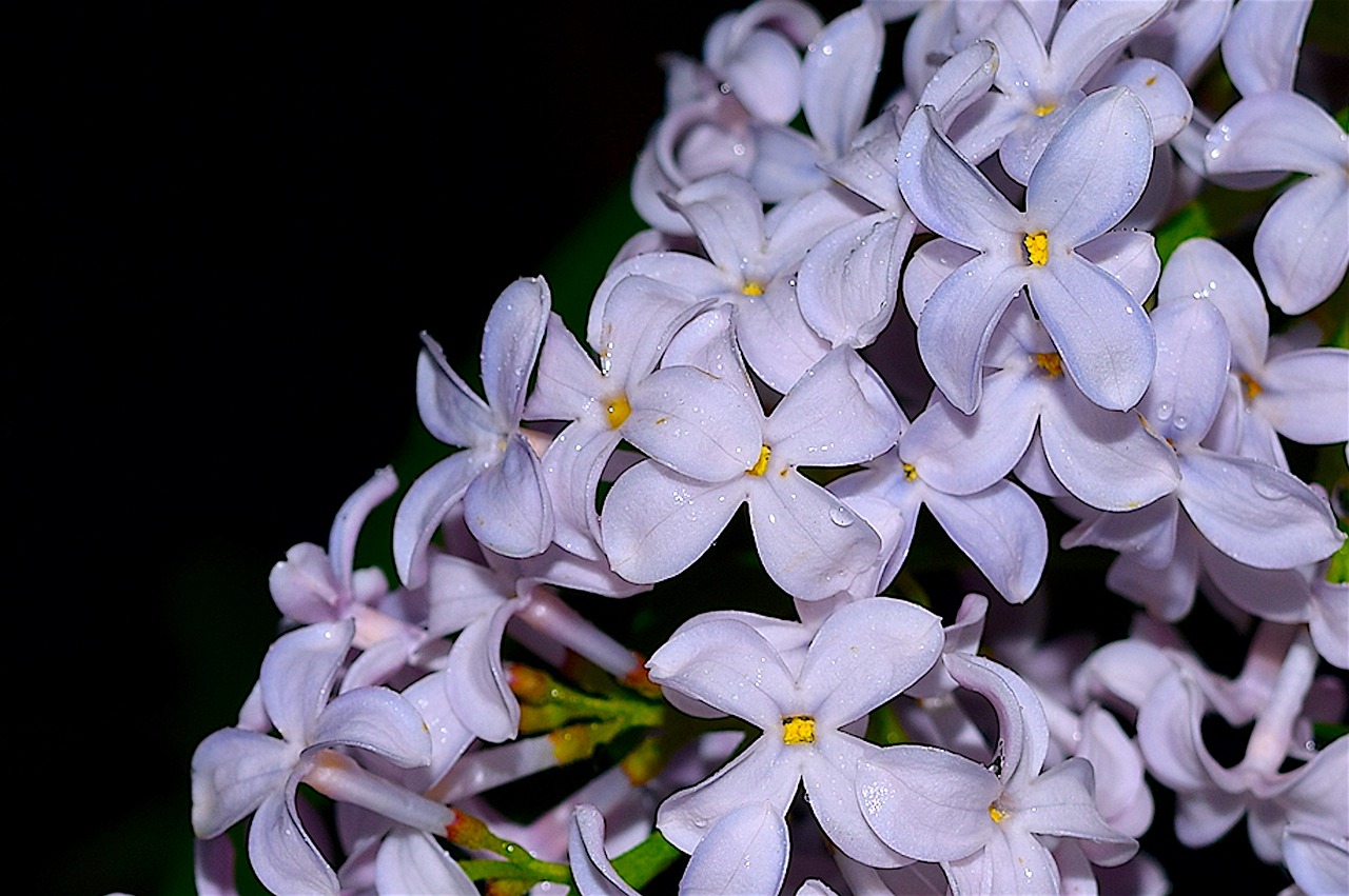 lilac flower bloom free photo