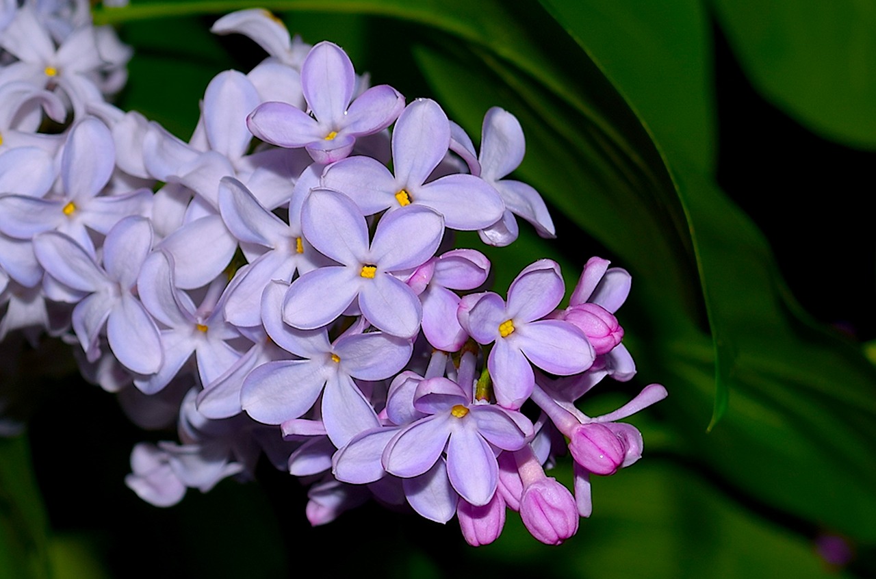 lilac flower bloom free photo