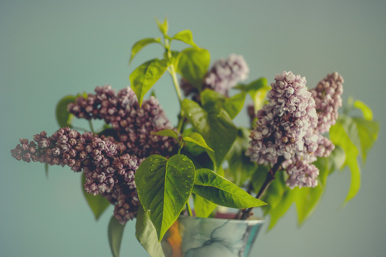 lilac flower leaf free photo