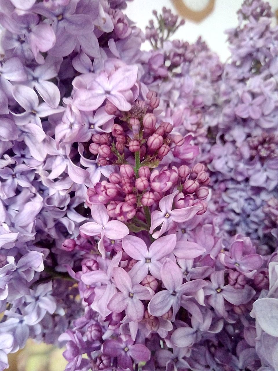 lilac spring nature free photo