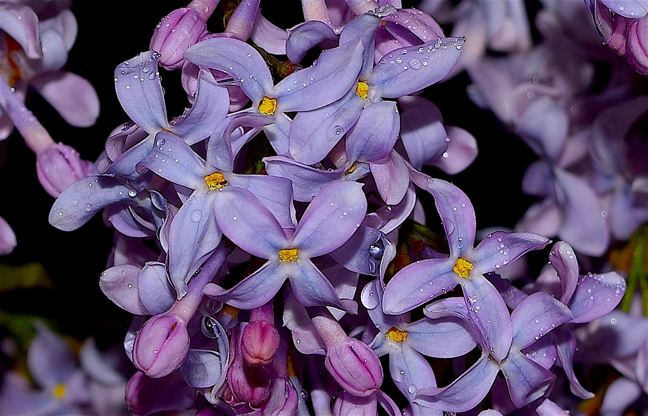 lilac dew flower free photo