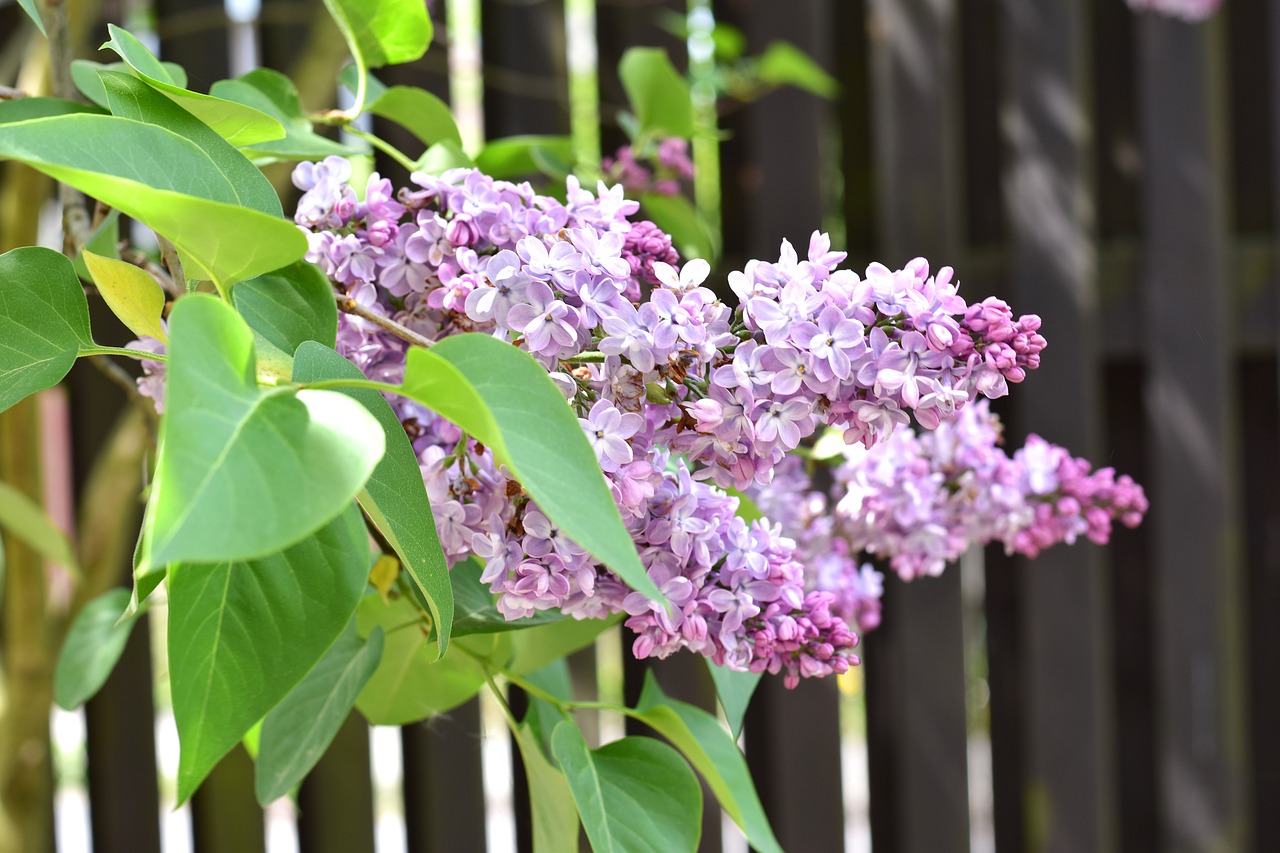 lilac bush flora free photo