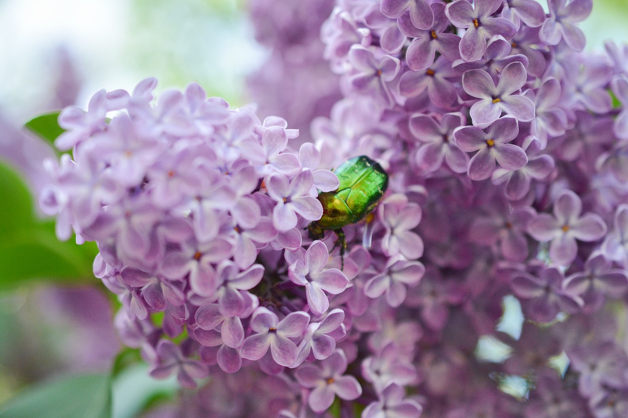 lilac pink purple free photo