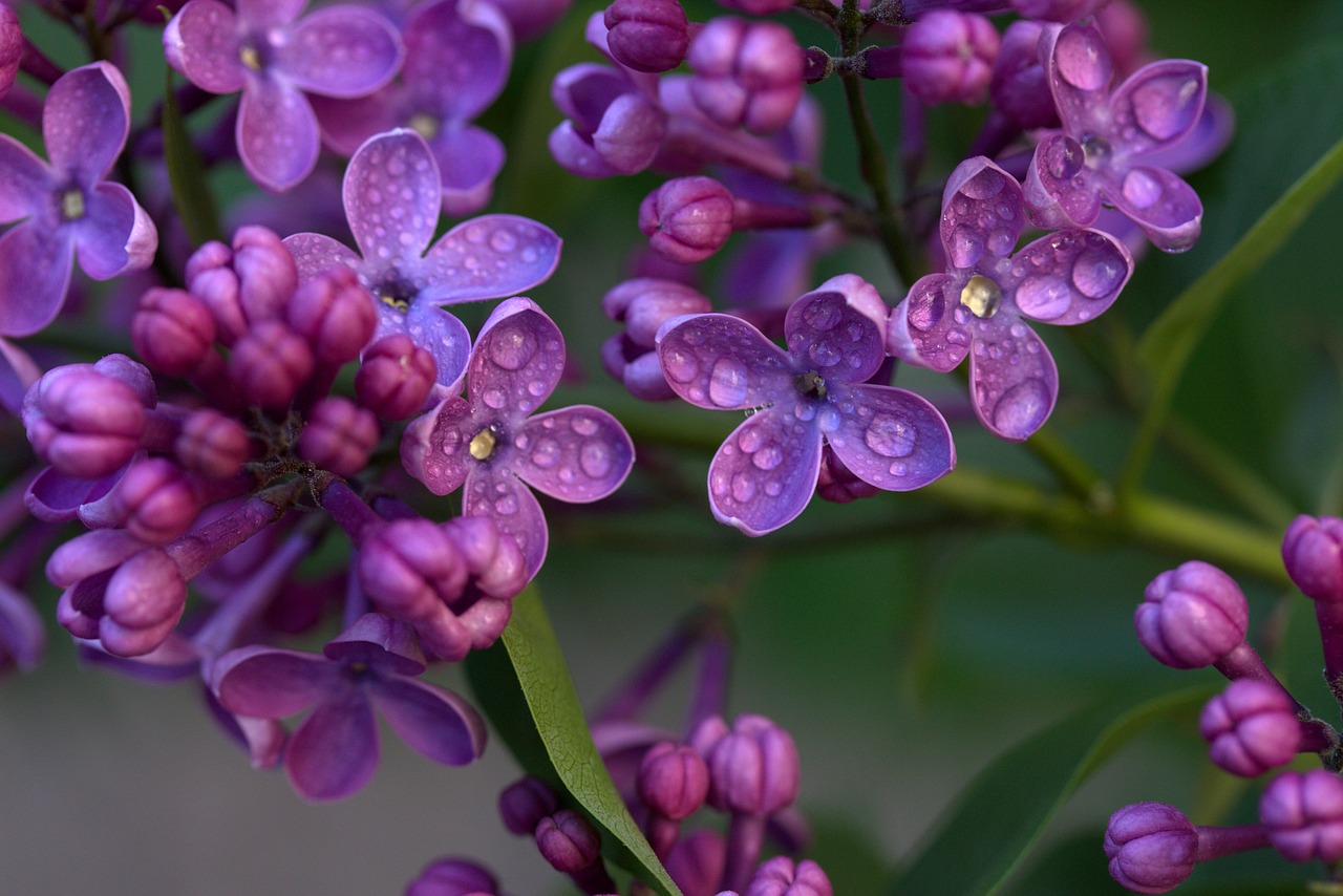 lilac flower mov free photo