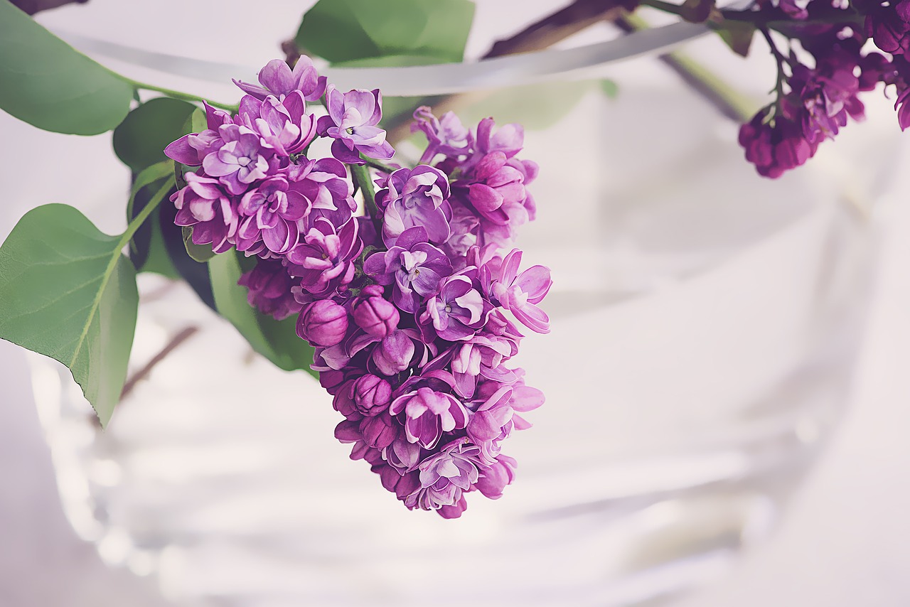 lilac purple violet free photo