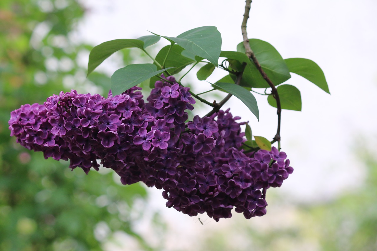 lilac flowers spring free photo