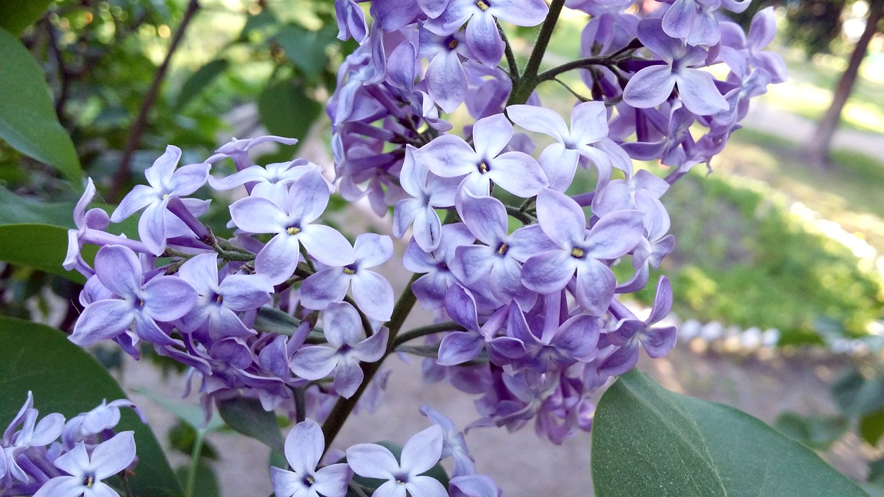 lilac flowers spring free photo