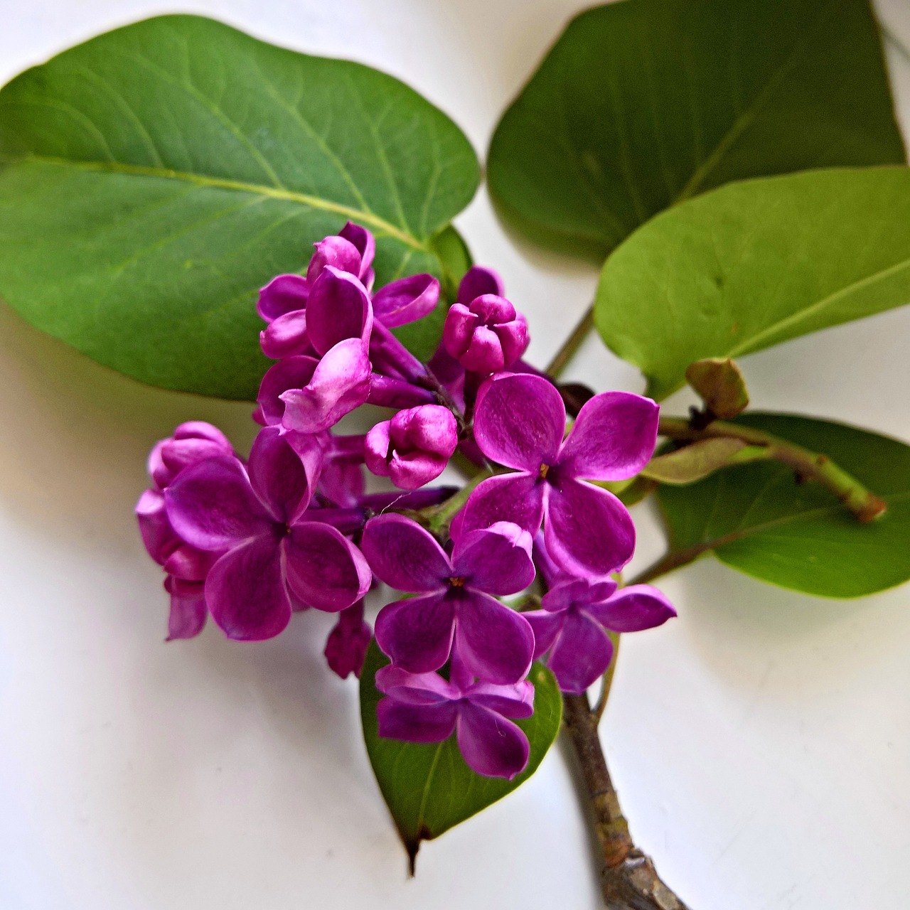 lilac flowering twig purple flowers free photo