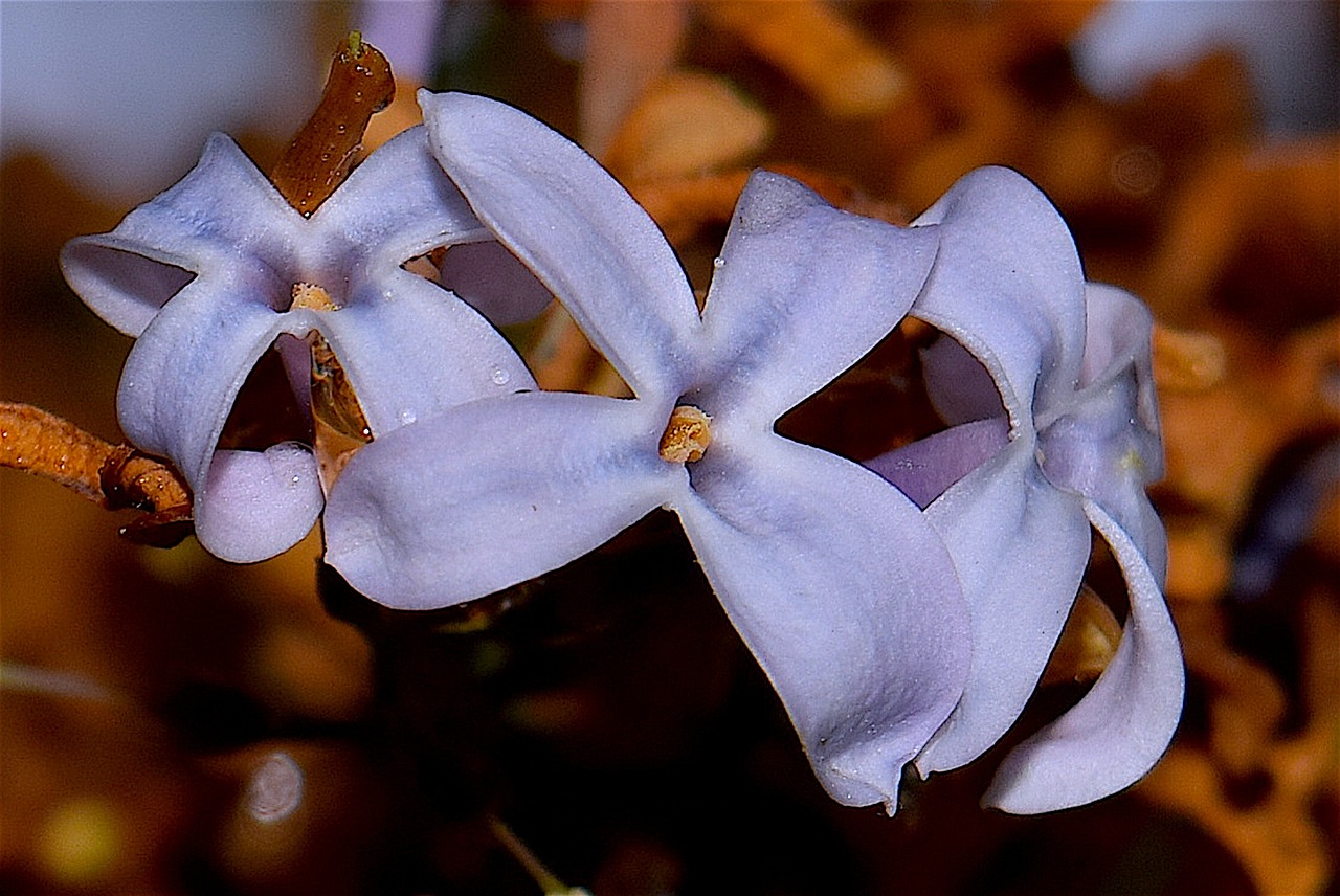 lilac flower bloom free photo