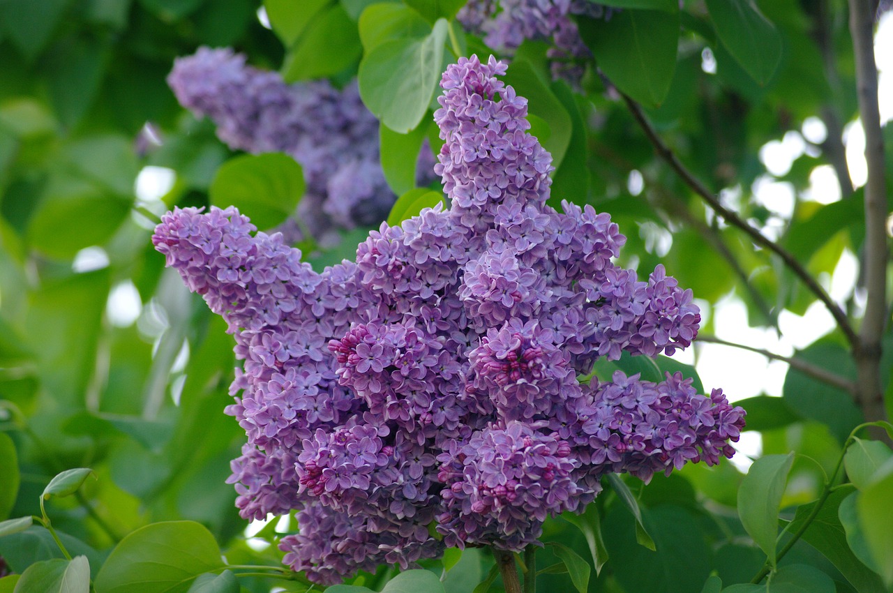 lilac spring garden free photo