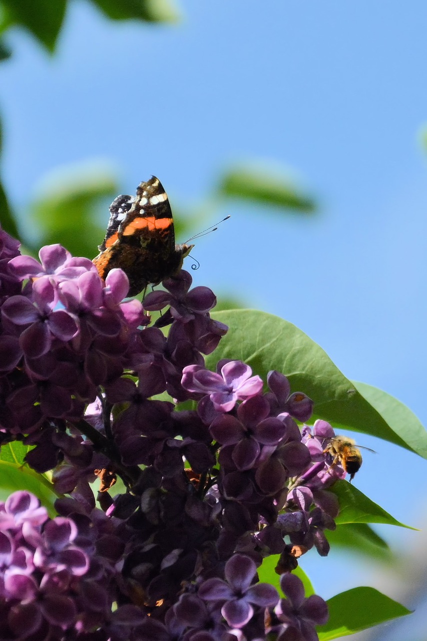 lilac butterfly atalanta free photo