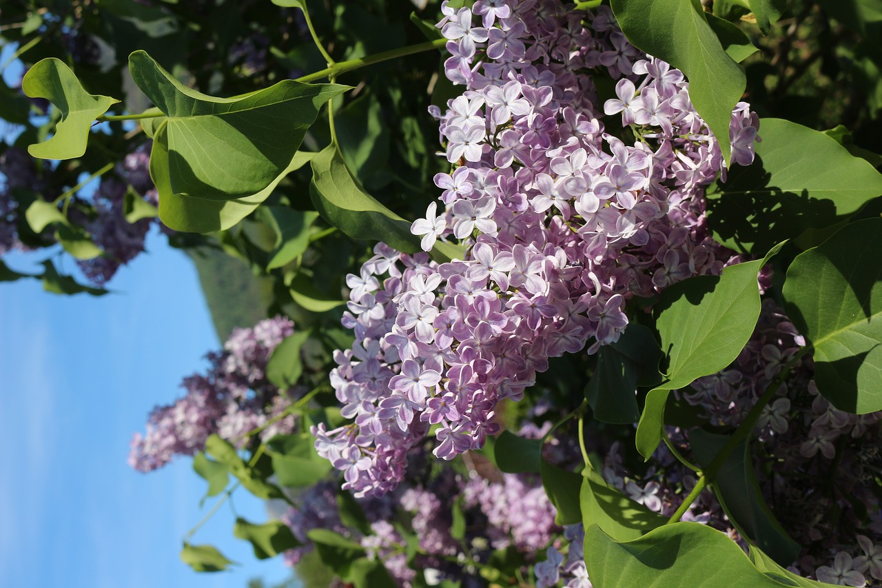 lilac purple flower violet free photo