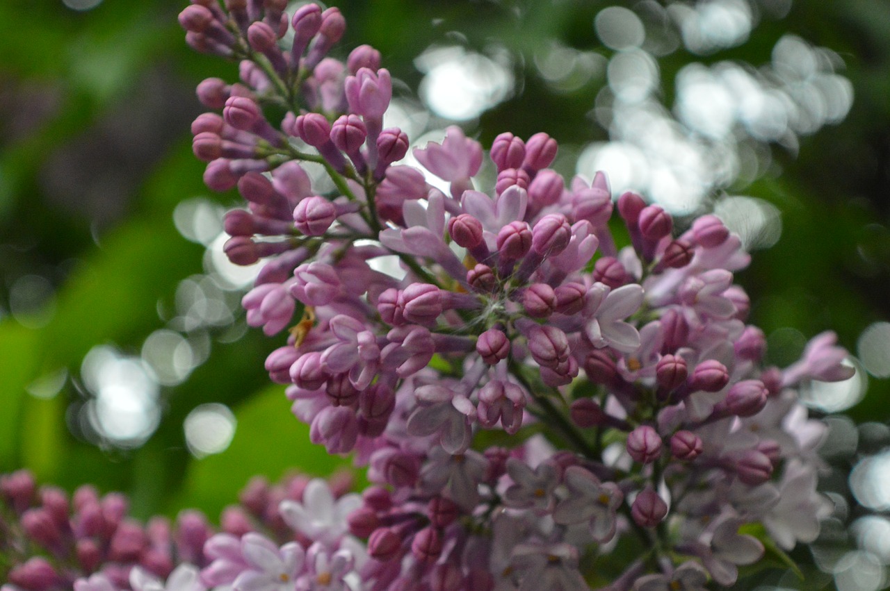 lilac spring free pictures free photo