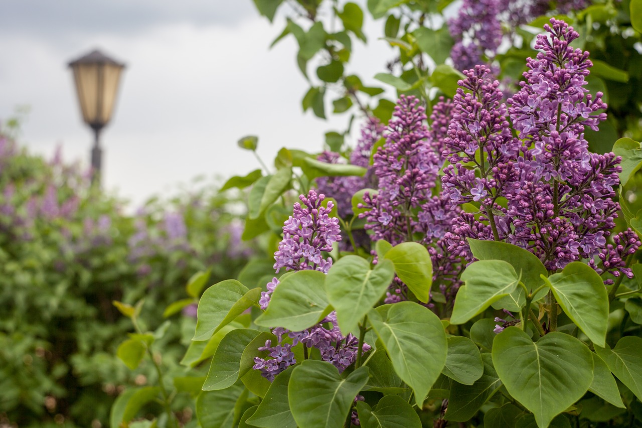 lilac flowers greens free photo