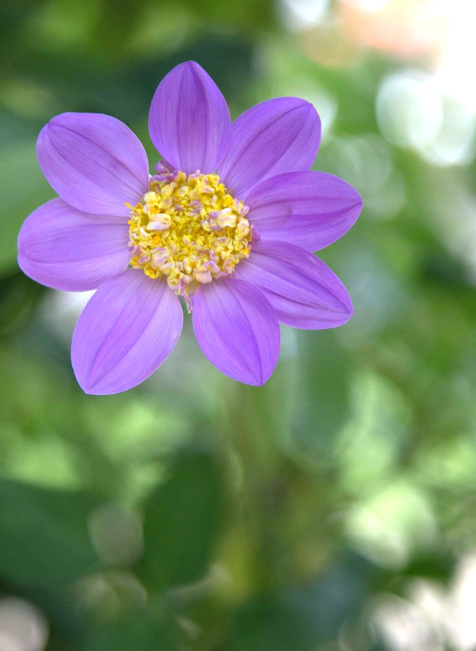 lilac flower garden free photo