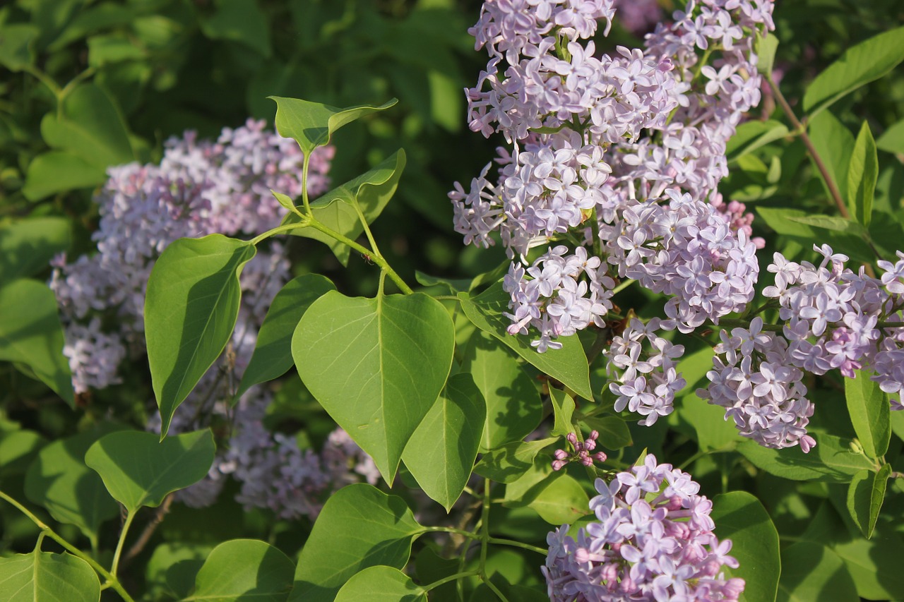 lilac wildflowers flowers free photo