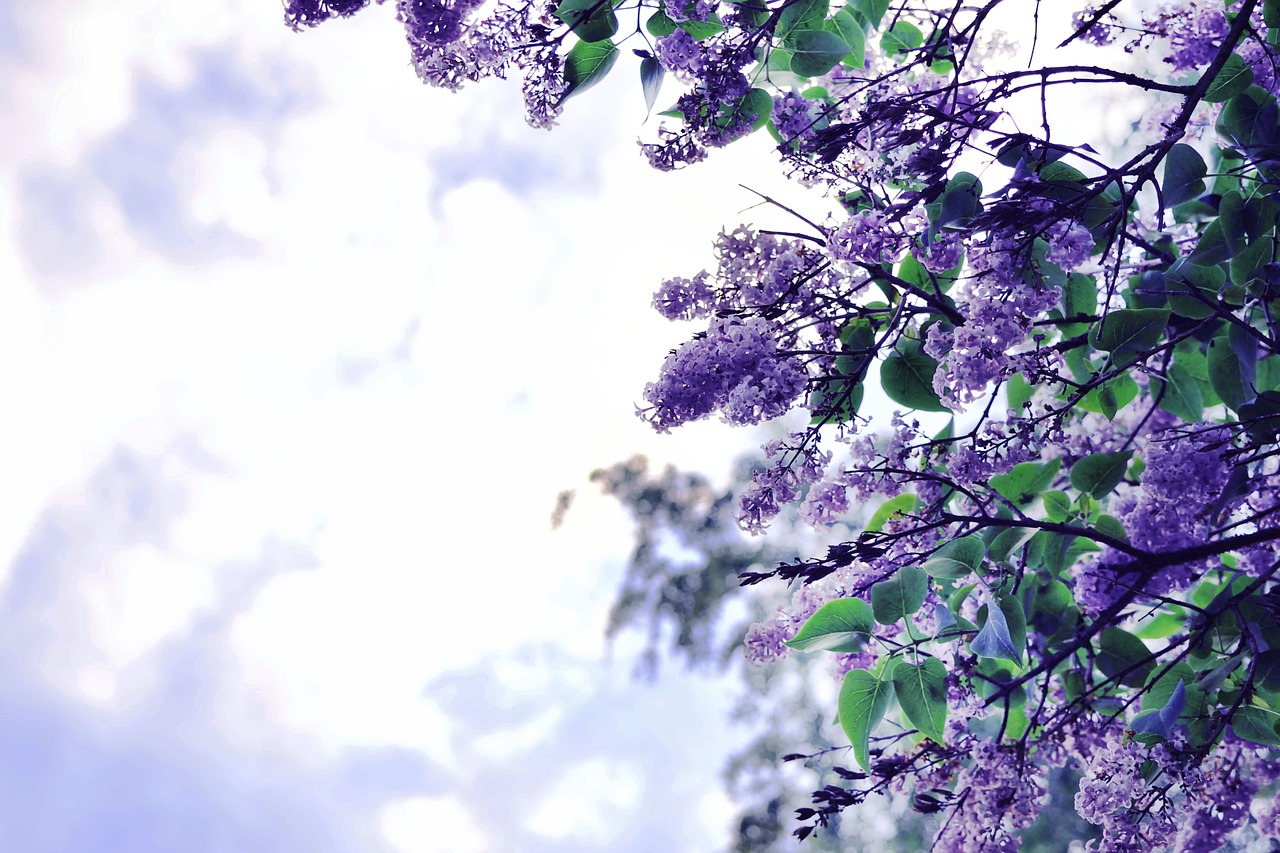 lilac background nature free photo