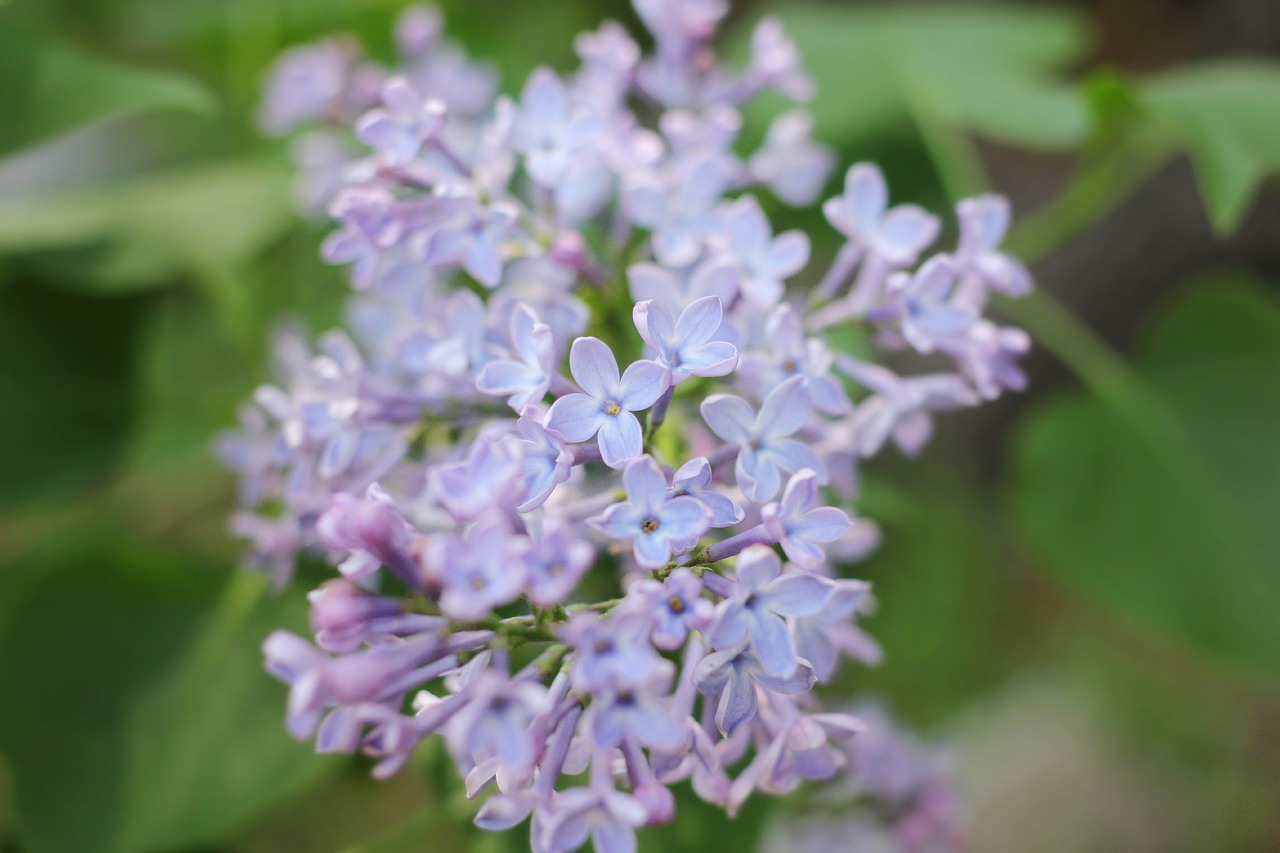 lilac flower purple free photo