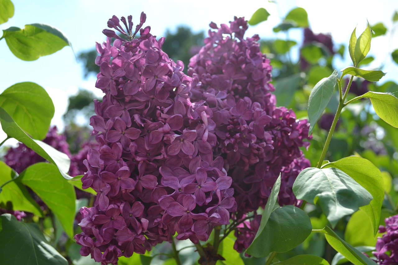 lilac flower bloom free photo