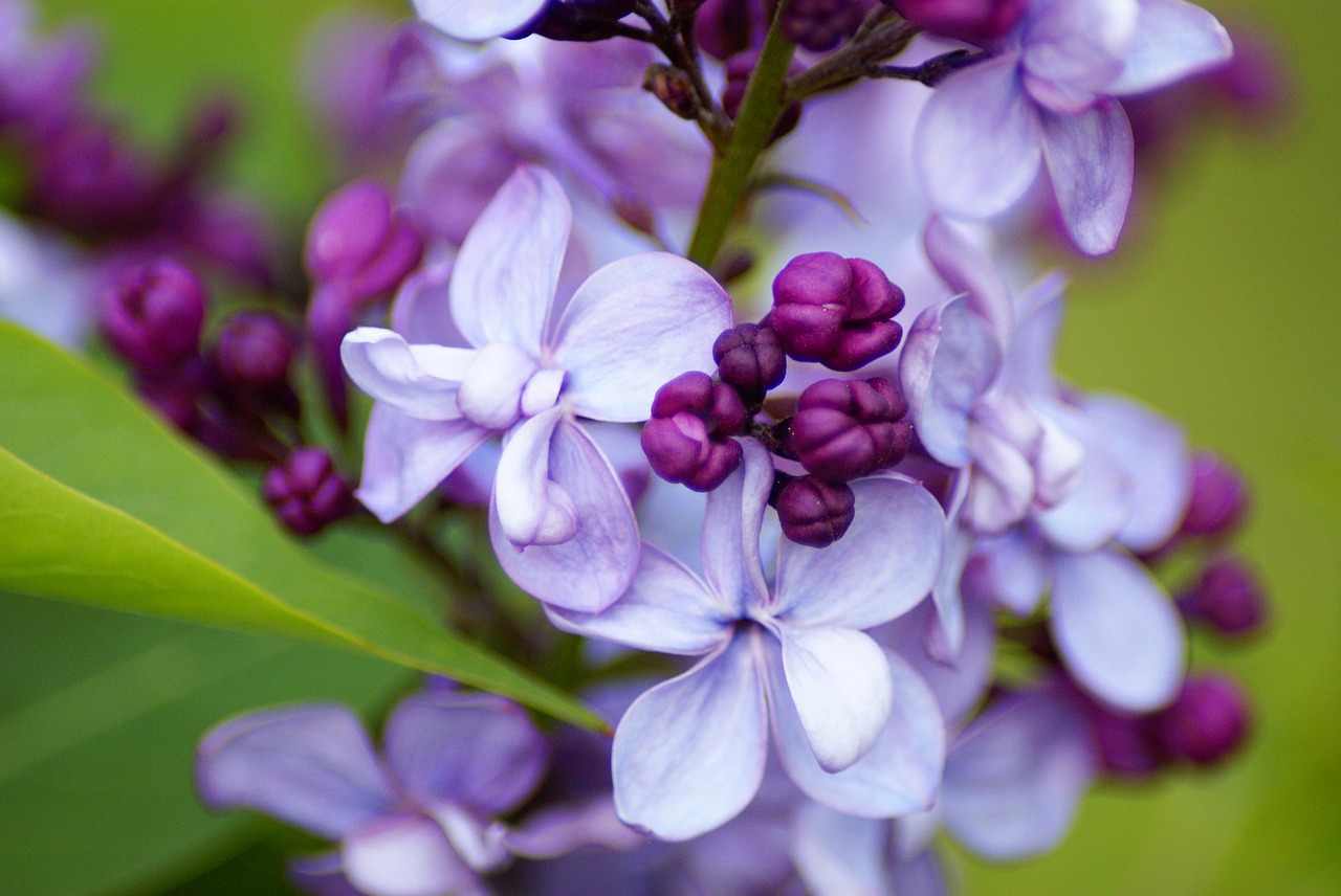 lilac violet blossom free photo