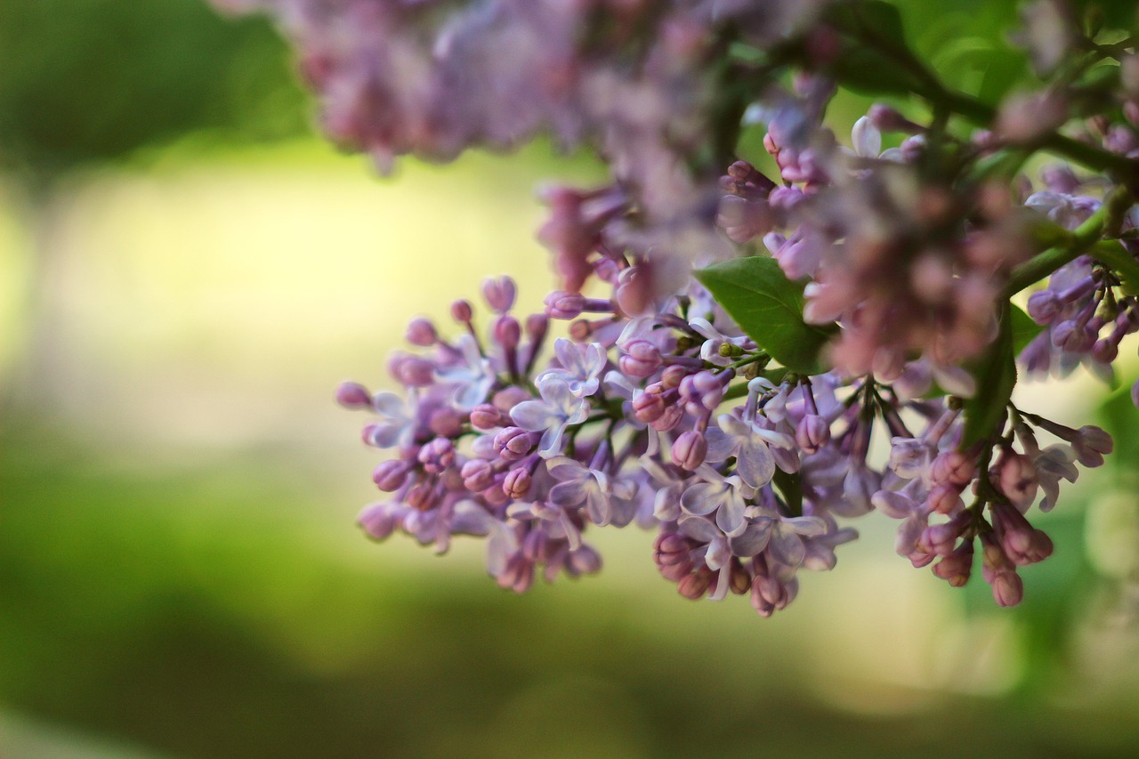 lilac greens nature free photo