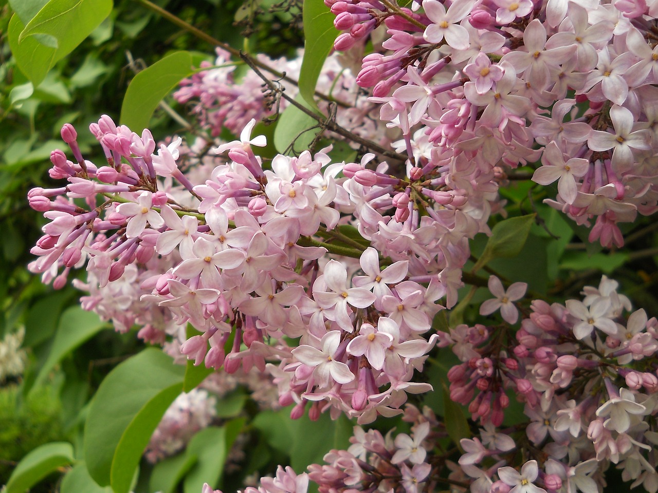 lilac summer nature free photo