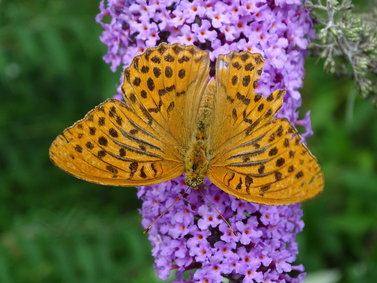 lilac fritillary butterfly free photo