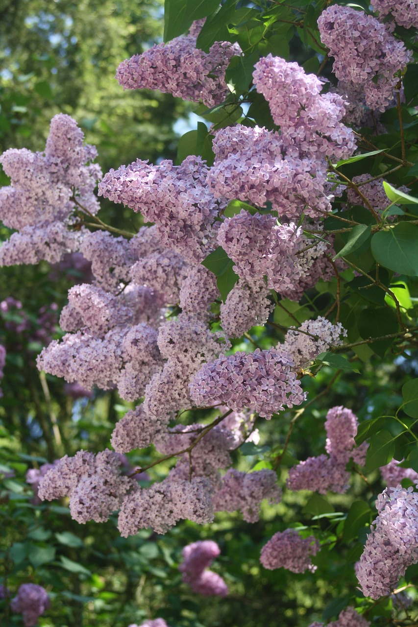 lilac purple color free photo