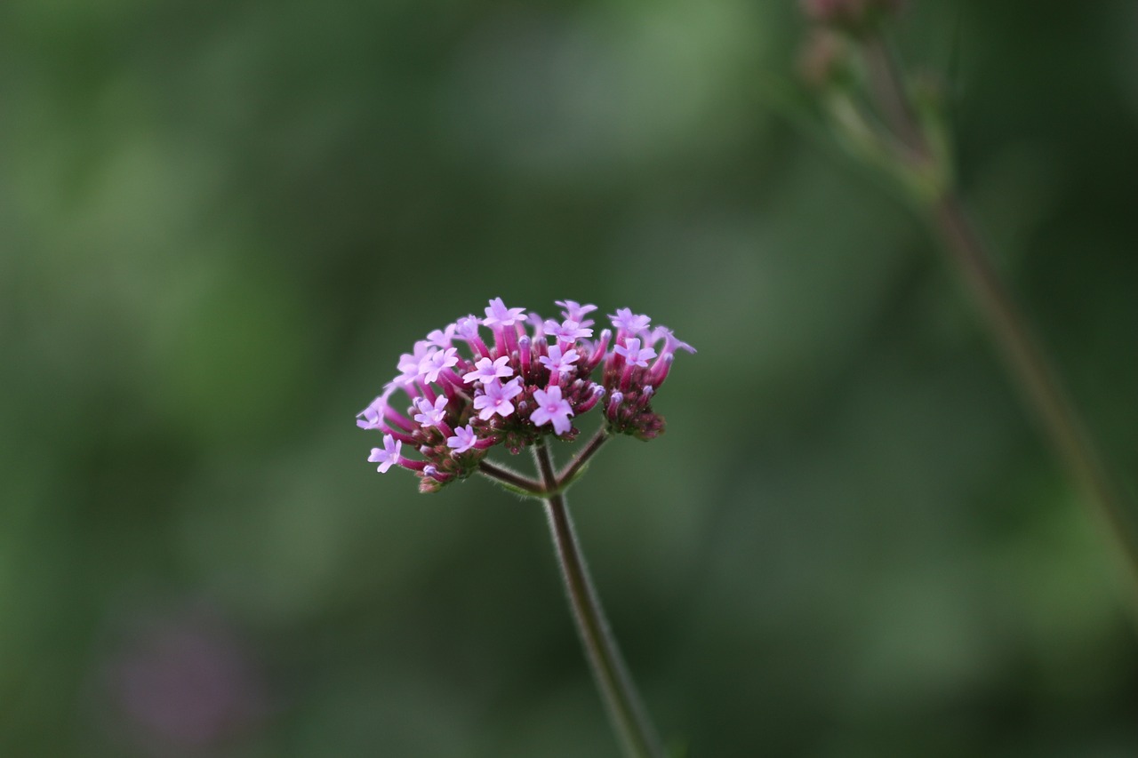 lilac flower macro free photo