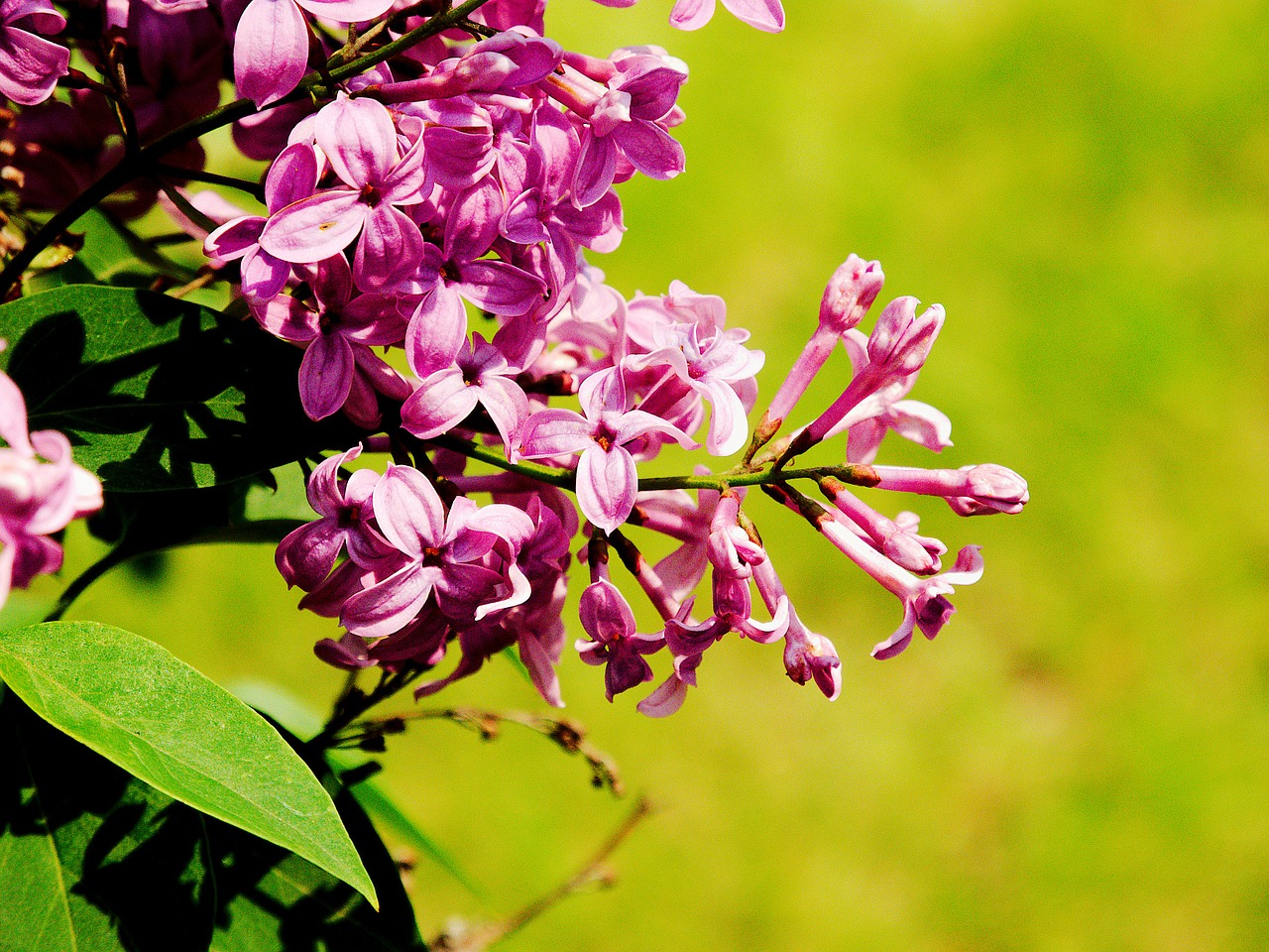 lilac spring violet free photo