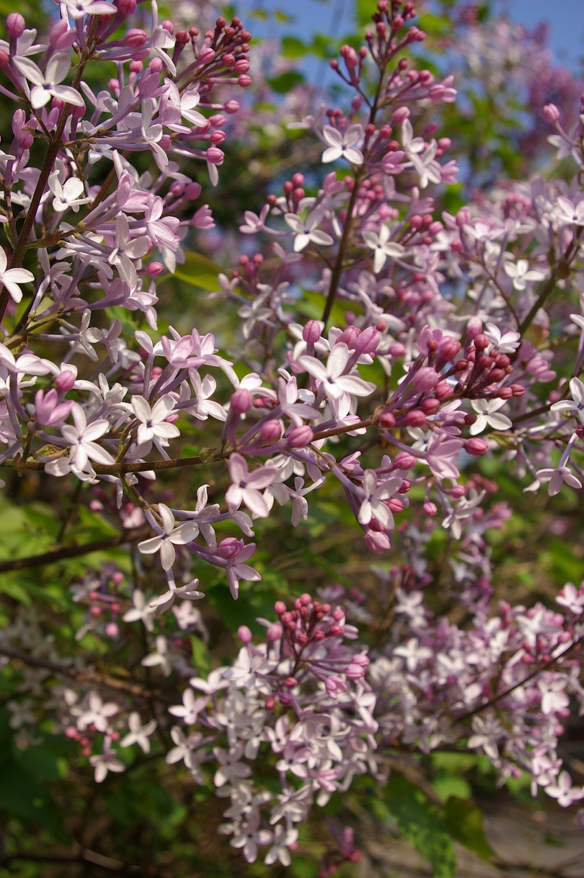 lilac spring flowers purple flower free photo